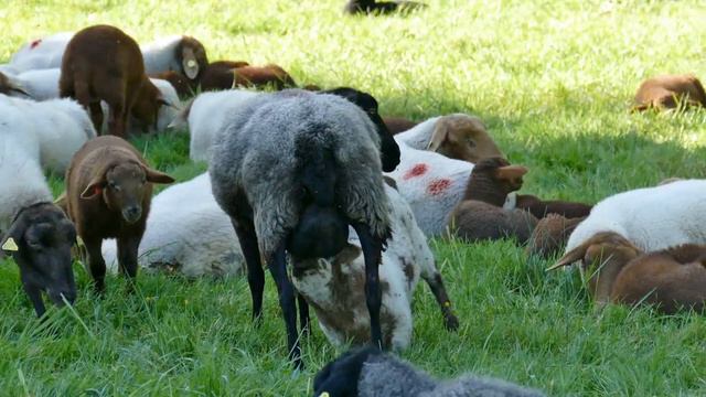 Altdeutscher Hütehund bei der arbeit/Как в Германии пасут овцы/Old German shepherd dog at work смотреть онлайн