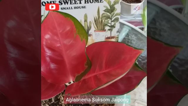 Aglaonema Suksom Jaipong смотреть онлайн