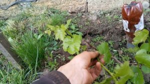 ВИНОГРАД. ФОРМИРОВКА МОЛОДОГО КУСТА Уход за виноградом,