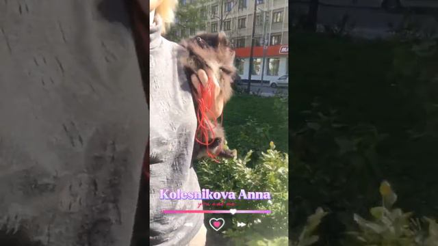 Крошечная девочка шпица