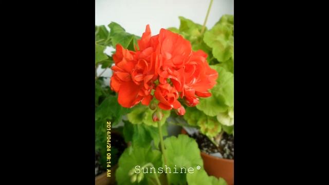 39. Golden Anniversary 골든 애니버서리 Pelargonium смотреть онлайн