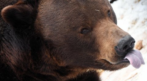 В Хостинском районе Сочи медведь забрался на садовый участок