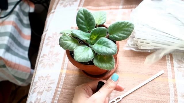 Этикетки для комнатных цветов с помощью палочек для кофе смотреть онлайн