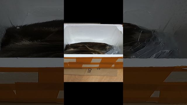 Касячья жызнь Касик 3