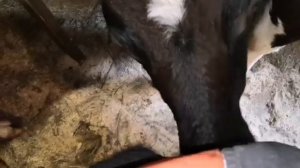 Как купить айширскую корову