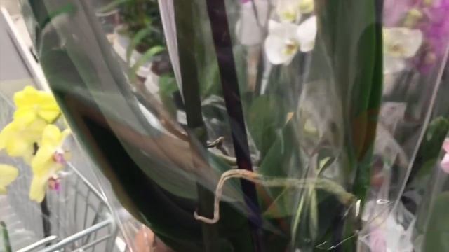 ОРХИДЕИ за 840 километров. Обзор цветущих орхидей смотреть онлайн