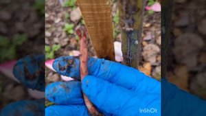 Уход за штамбовой розой.