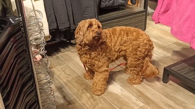 Лабрадудль! Такое смешное слово!)) Впервые узнала об этой милой потешной породе! А вы?))