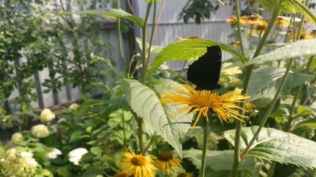 Лето Сад Цветы Бабочки смотреть онлайн