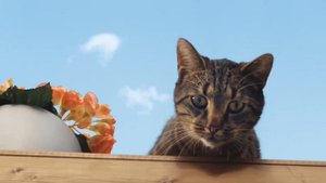 Если кормить кошку плохой едой....