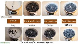 Выращивание голубики. Видеолекция