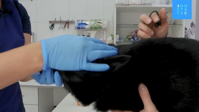 Чистка зубов собаке в домашних условиях смотреть онлайн