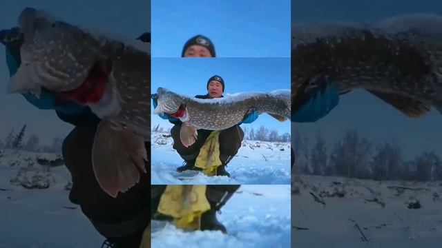 Рыбалка в Якутии с клевойрыбылкой.рф #якутия #клеваярыбалка #fishing #carpfishing #fish #эхолот