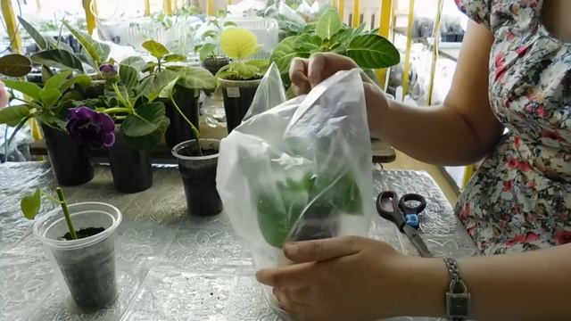 ?Перцы из черенка, результат . Тоже прижились . ?