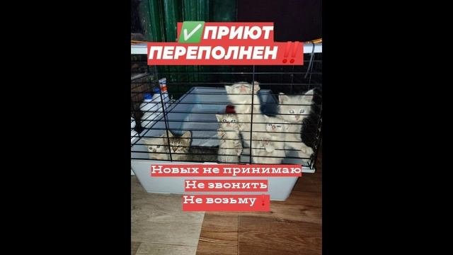 Долг волонтера неизменен несмотря на ситуацию в городе, но отношение людей к приюту неоднозначно