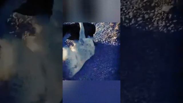 Необычные АЛАБАЙИ и питбуль любители не пропускают смотреть онлайн