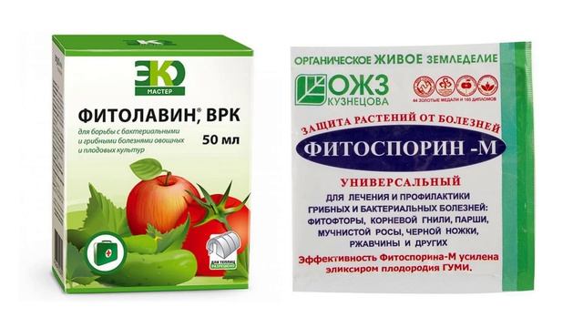 Вершинная гниль на помидорах смотреть онлайн