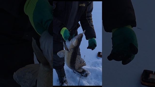 Крупный судак зимой! Поймали и отпустили! #рыбалка #зимняярыбалка #shorts #рыбалка #судак