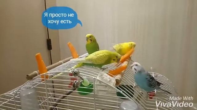 Что едят волнистые попугаи 1