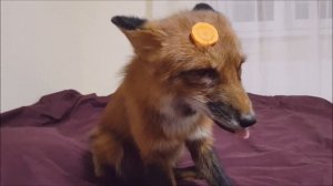 Лиса прячет и кушает морковку, выполняет команды: Зайка и дай лапу