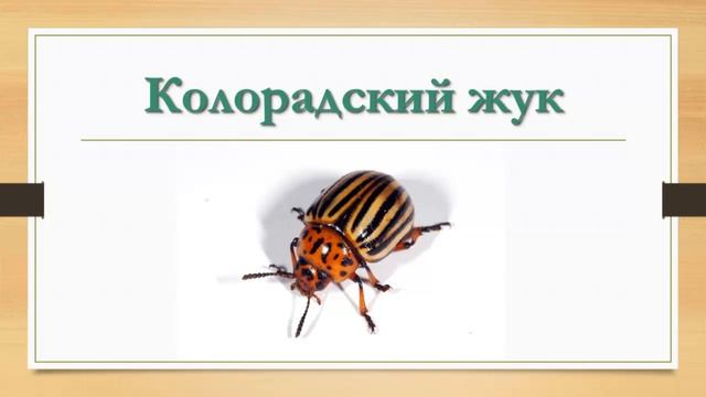 Насекомые для детей ★ КАРТОЧКИ ПО МЕТОДИКЕ ГЛЕННА ДОМАНА смотреть онлайн