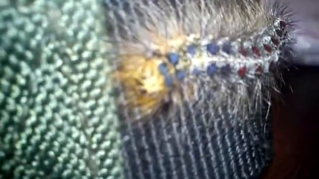 милое пушистое насекомое смотреть онлайн