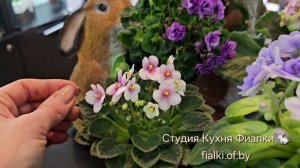 ☕️Чудесная компания лучших сортов. Обворажительная новинка КНН-Крокус в компании наших красавцев.