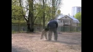 Рабочие кане корсо 14