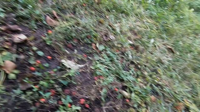 БОЯРЫШНИК. СКОЛЬКО МОЖНО ЗАРАБОТАТЬ на его ПРОДАЖЕ? смотреть онлайн