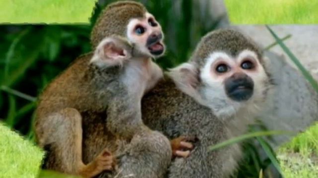 в мире животных.avi смотреть онлайн