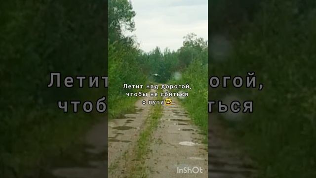 Взлёт птеродактиля ?