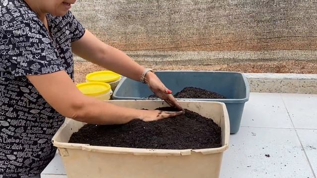 CLUSIA: arbusto VARIEGATA com folha em forma de GOTA /Grazi Bittencourt смотреть онлайн