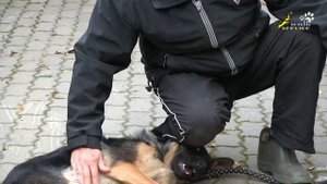 Собака для охраны, как отучить щенка кусаться