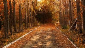 Осенняя песня