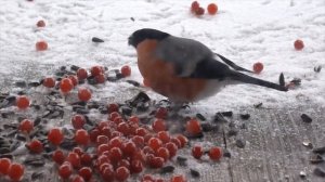 Снегирь дерется с синичкой за семечки из кормушки.  Videos for cats. Фотоохота на птиц из окна