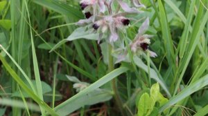 Нонея тёмно-бурая