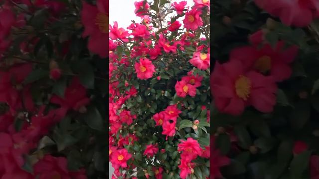 Sasanqua Camellia 💐 flowers . ||#flowergarden #gardening #amazing