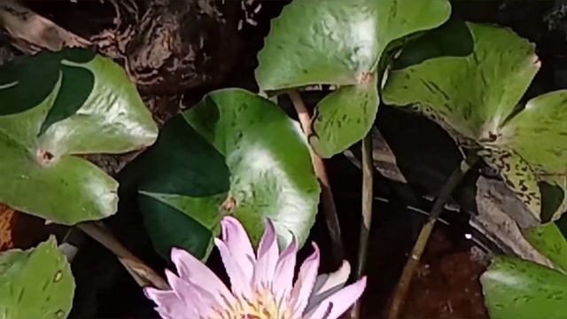 nursery full of rare variety hanging plants смотреть онлайн