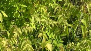 Клён ты мой кудрявый!