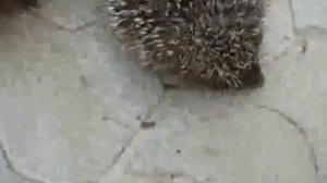 Мать-ежиха кормит молоком своих детей