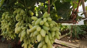 НЕПТУН СОСКОВИДНЫЙ! И ВАСИЛИСА 2! ТЕЛ.+79054033245, WhatsApp и Viber +79528500417.