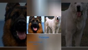 Алабай VS Немецкая овчарка