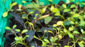 Буцефаландра в тепличке 4 месяца спустя цветёт