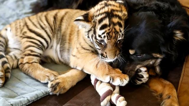 ЛЕСНИК открыл рот от УДИВЛЕНИЯ, когда увидел кого принесла его собака... А спустя время произошло.. смотреть онлайн