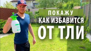 Избавляюсь от тли на деревьях народным Кубанским средством