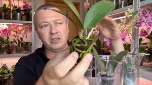 орхидеи подростки // какие пересаживаю и мой полив маленьких орхидей