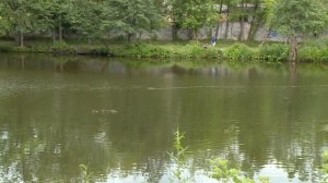 Благоустройство на реке Чернавка