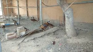 Королевский Фазан