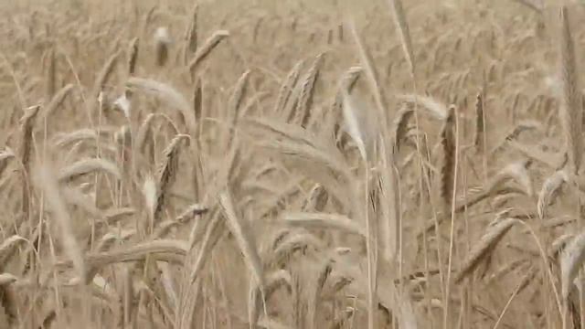 Славянская музыка _ Пробуждающая музыка