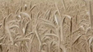 Славянская музыка _ Пробуждающая музыка